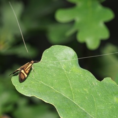 Nemophora degeerella