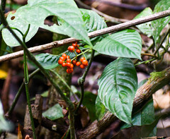 Palicourea racemosa