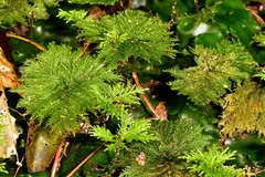 Dendrohypopterygium filiculiforme