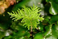 Dendrohypopterygium filiculiforme