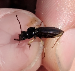 Patrobus longicornis