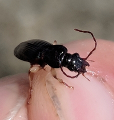 Patrobus longicornis