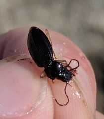 Patrobus longicornis