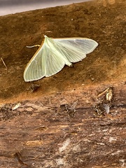 Stemorrhages sericea