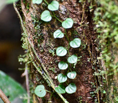 Peperomia serpens