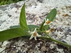 Solanum chenopodioides