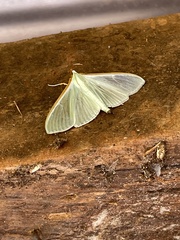 Stemorrhages sericea