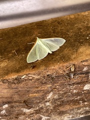 Stemorrhages sericea