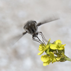Bombylius breviabdominalis