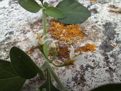 Solanum chenopodioides