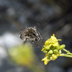 Bombylius breviabdominalis