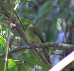 Antilophia galeata