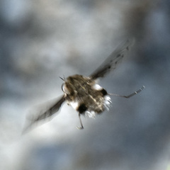 Bombylius breviabdominalis