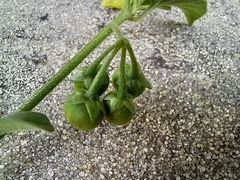 Solanum chenopodioides