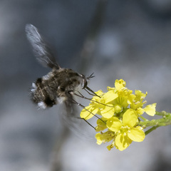 Bombylius breviabdominalis