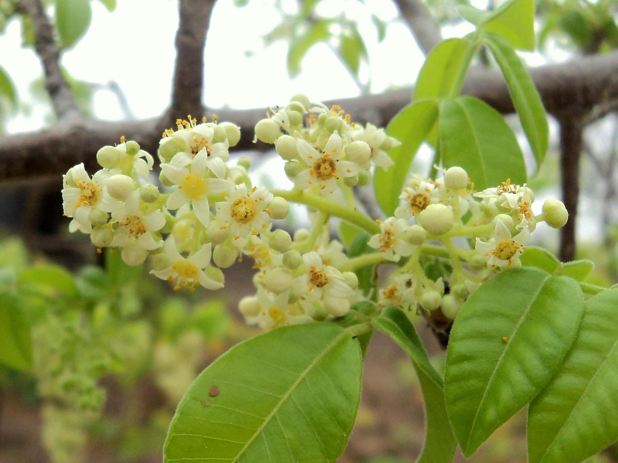 Spondias tuberosa