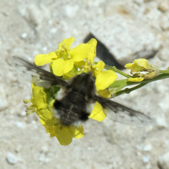 Bombylius breviabdominalis