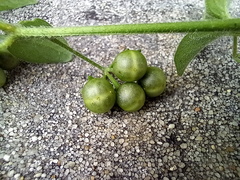 Solanum chenopodioides