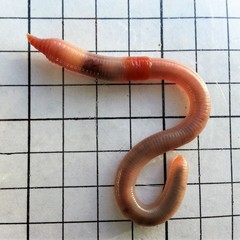 Aporrectodea caliginosa