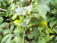 Solanum chenopodioides