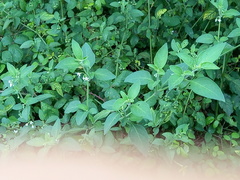 Solanum chenopodioides