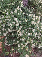 Physocarpus monogynus