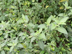 Solanum chenopodioides