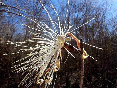 Pseudobombax simplicifolium A.Robyns