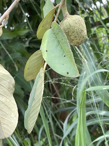 Annona senegalensis image