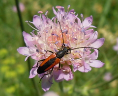 Stenurella melanura