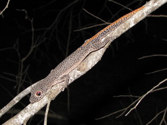 Strophurus taenicauda taenicauda