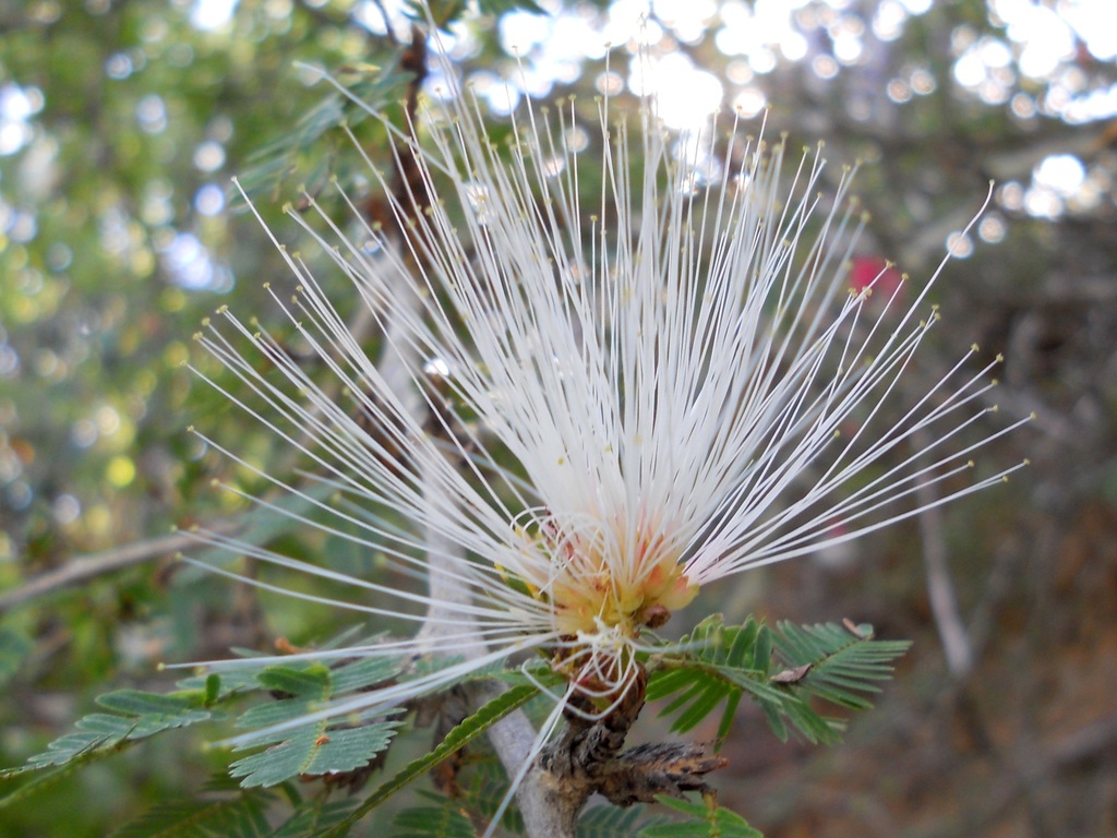 Calliandra spinosa
