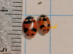 Hippodamia moesta bowditchi