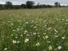 Leucanthemum vulgare