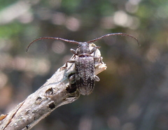 Exocentrus adspersus
