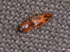 Aeolus scutellatus