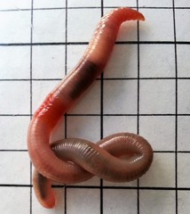 Aporrectodea caliginosa