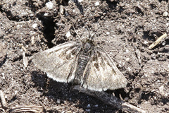 Metaxmeste schrankiana