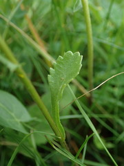 Leucanthemum vulgare
