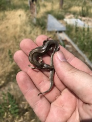 Plestiodon multivirgatus