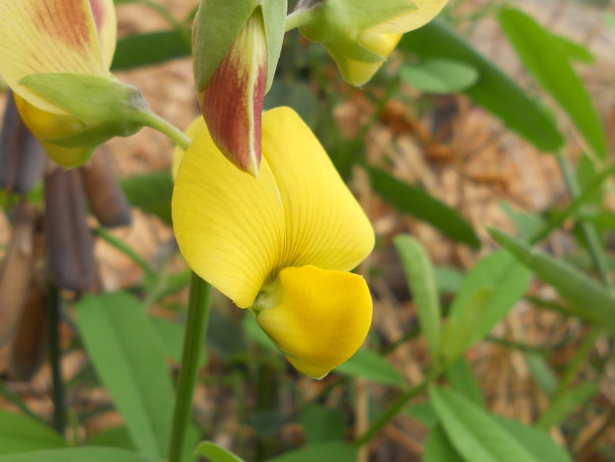 Crotalaria retusa