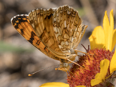 Phyciodes pallida