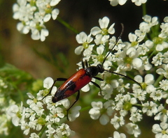 Stenurella bifasciata