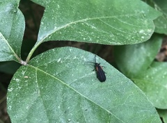Greenarus thoracicus
