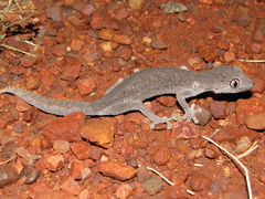 Strophurus wellingtonae