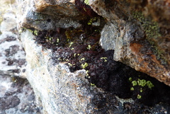 Arthrorhaphis alpina