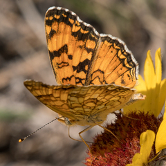 Phyciodes pallida