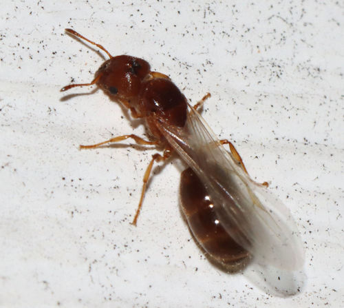 Variable Big-headed Ant photo 4