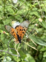 Acraea neobule