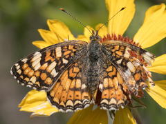 Phyciodes pallida